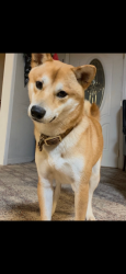 Reunited Male Dog last seen Bells Ferry Rd & New Chastain, Cobb County, GA 30144