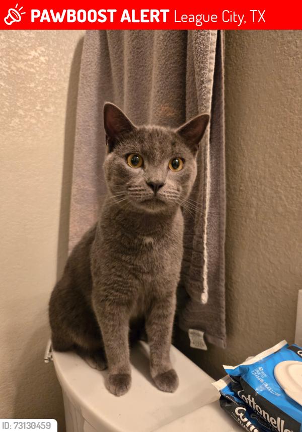 Lost Male Cat last seen The landing neighborhood in league city, League City, TX 77573