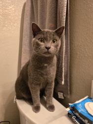 Lost Male Cat last seen The landing neighborhood in league city, League City, TX 77573