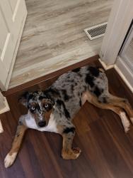 Lost Female Dog last seen Commerce ga, Nicholson, GA 30565