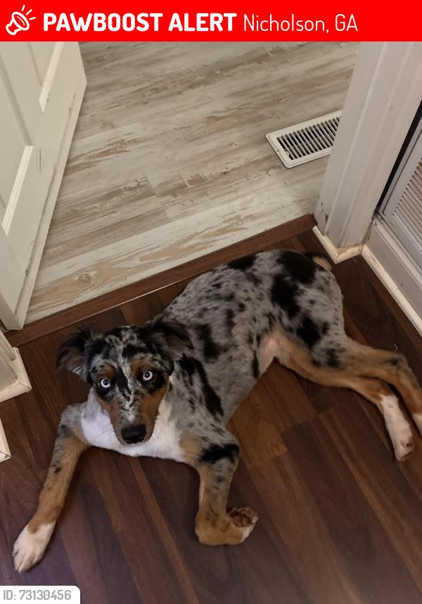 Lost Female Dog last seen Commerce ga, Nicholson, GA 30565