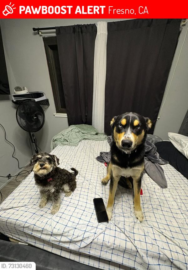 Lost Male Dog last seen Cedar and Gettysburg, Fresno, CA 93726