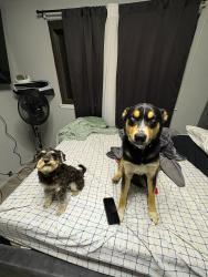 Lost Male Dog last seen Cedar and Gettysburg, Fresno, CA 93726
