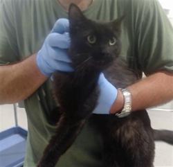 Shelter Stray Male Cat last seen DOLORES@MARKET ST, 1419 Bryant St, San Francisco, CA 94103, USA