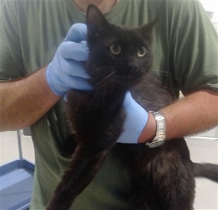 Shelter Stray Male Cat last seen DOLORES@MARKET ST, 1419 Bryant St, San Francisco, CA 94103, USA