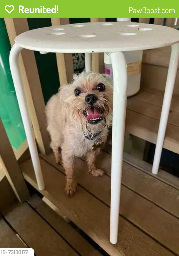 Reunited Male Dog last seen Also Gauley River, Stone Mountain, GA 30087