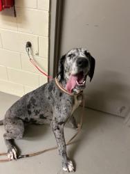 Shelter Stray Female Dog last seen CR 46 IN SANFORD, 232 Eslinger Way, Sanford, FL 32773, USA