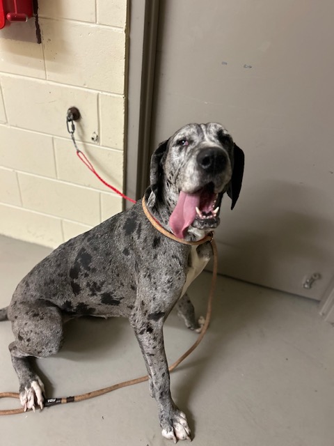 Shelter Stray Female Dog last seen CR 46 IN SANFORD, 232 Eslinger Way, Sanford, FL 32773, USA