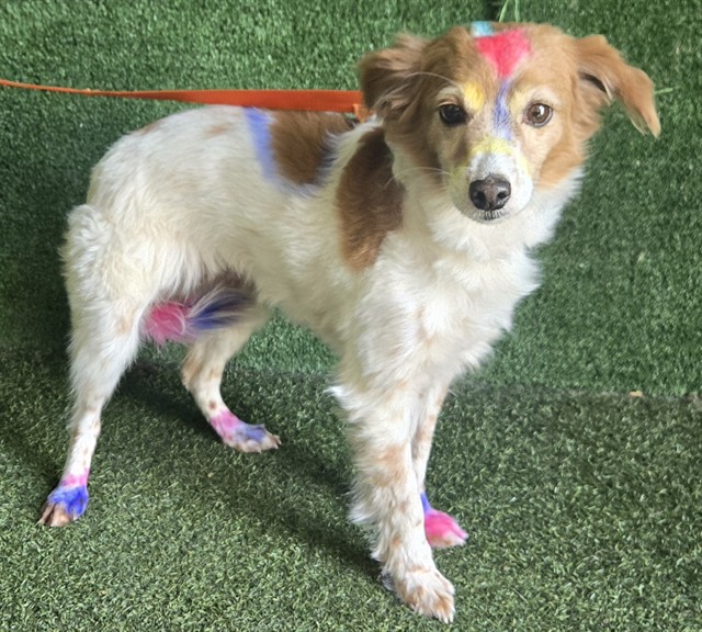 Shelter Stray Female Dog last seen , 38550 Sierra Hwy, Palmdale, CA 93550, USA