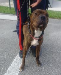 Shelter Stray Male Dog last seen Near BLOCK NW 45 AV, COCONUT CREEK FL 33073, 2400 SW 42nd St, Fort Lauderdale, FL 33312, USA