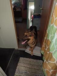 Found/Stray Unknown Dog last seen Ruth st, Prattville, AL 36067
