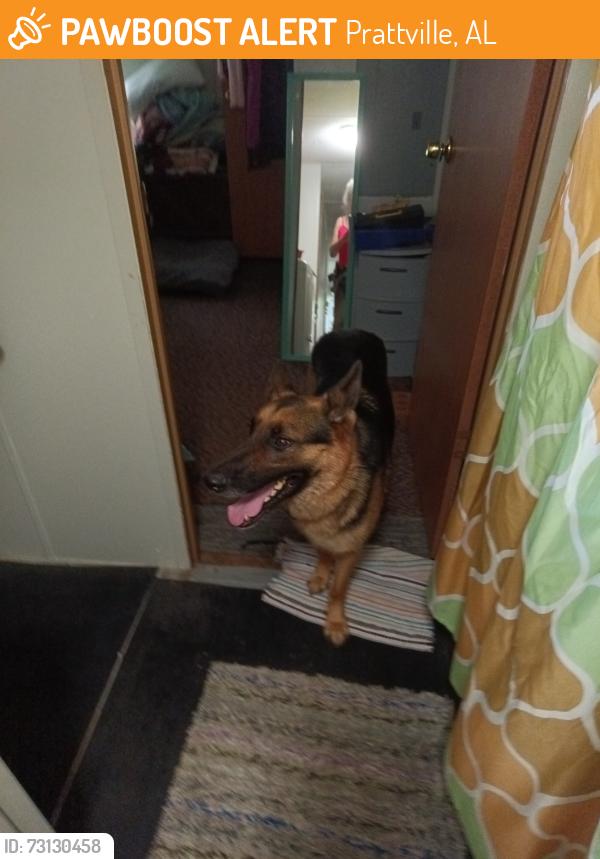 Found/Stray Unknown Dog last seen Ruth st, Prattville, AL 36067