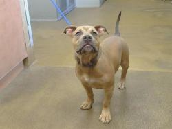 Shelter Stray Female Dog last seen EL CAMINO AVE/UPHAM CT, 95608, 3839 Bradshaw Rd, Sacramento, CA 95827, USA