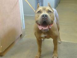 Shelter Stray Male Dog last seen EL CAMINO AVE/UPHAM CT, 95608, 3839 Bradshaw Rd, Sacramento, CA 95827, USA