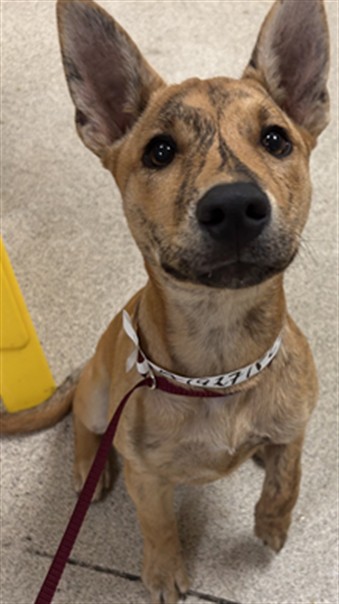 Shelter Stray Female Dog last seen GRANITE HILL DR & PYRITE ST, 6851 Van Buren Boulevard, Jurupa Valley, CA 92509, USA
