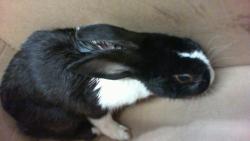 Shelter Stray Male Other last seen CHARLOTTE, 8315 Byrum Dr, Charlotte, NC 28217, USA