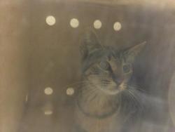 Shelter Stray Female Cat last seen Near BLOCK 54TH ST, JURUPA VALLEY CA 91752, 6851 Van Buren Boulevard, Jurupa Valley, CA 92509, USA