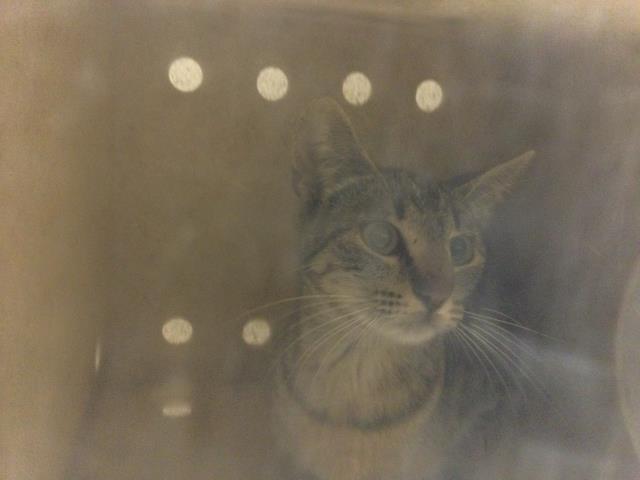 Shelter Stray Female Cat last seen Near BLOCK 54TH ST, JURUPA VALLEY CA 91752, 6851 Van Buren Boulevard, Jurupa Valley, CA 92509, USA