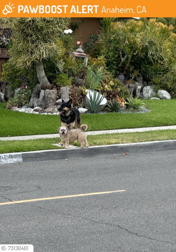 Found/Stray Unknown Dog last seen La Palma and Hermosa Dr, Anaheim, CA 92801
