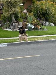 Found/Stray Unknown Dog last seen La Palma and Hermosa Dr, Anaheim, CA 92801