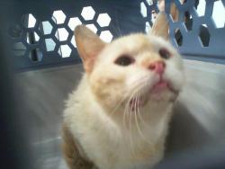 Shelter Stray Female Cat last seen CHARLOTTE, 8315 Byrum Dr, Charlotte, NC 28217, USA
