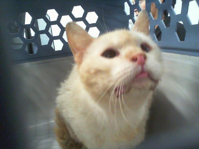 Shelter Stray Female Cat last seen CHARLOTTE, 8315 Byrum Dr, Charlotte, NC 28217, USA
