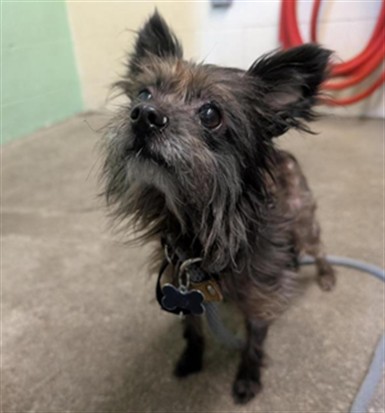 Shelter Stray Male Dog last seen E LINCOLN AVE & 18TH ST, 2127 Front St, Sacramento, CA 95818, USA