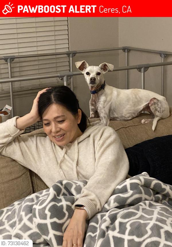 Lost Female Dog last seen Rose and bluebird, Ceres, Ceres, CA 95307