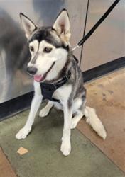 Shelter Stray Female Dog last seen , 14409 Vanowen St, Van Nuys, CA 91405, USA