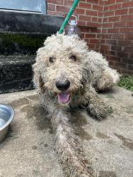 Shelter Stray Male Dog last seen Near BLOCK SW 55TH ST, OKLAHOMA CITY OK 73119, 2811 SE 29th St, Oklahoma City, OK 73129, USA