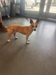Shelter Stray Male Dog last seen , West Valley Animal Shelter, 20655 Plummer St, Chatsworth, CA 91311, USA