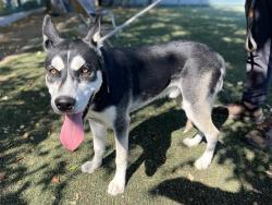 Shelter Stray Male Dog last seen , West Valley Animal Shelter, 20655 Plummer St, Chatsworth, CA 91311, USA