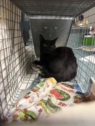 Shelter Stray Male Cat last seen , West Valley Animal Shelter, 20655 Plummer St, Chatsworth, CA 91311, USA