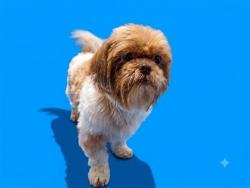 Shelter Stray Female Dog last seen Near BLOCK MADDIE LANE, 2020 Forest St, Jacksonville, FL 32204, USA