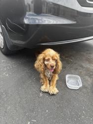 Found/Stray Male Dog last seen Meridian and foothill, San Bernardino, CA 92410