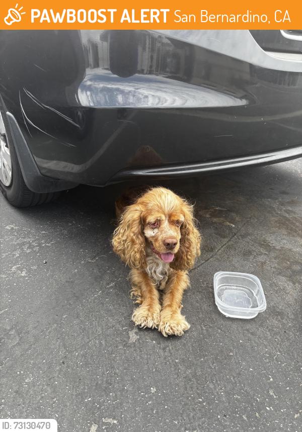 Found/Stray Male Dog last seen Meridian and foothill, San Bernardino, CA 92410