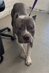 Shelter Stray Male Dog last seen CITRUS TRAIL PARK, 333 Chandler Pl, San Bernardino, CA 92408, USA