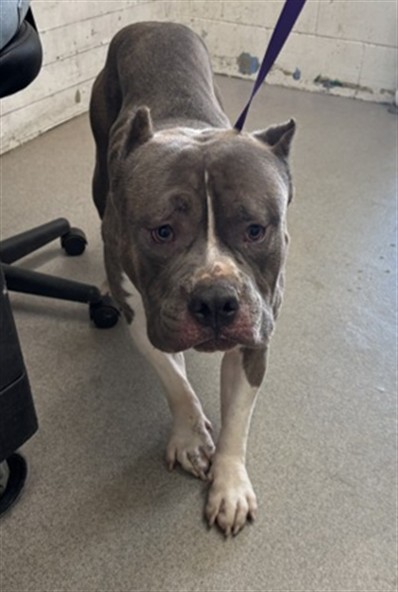 Shelter Stray Male Dog last seen CITRUS TRAIL PARK, 333 Chandler Pl, San Bernardino, CA 92408, USA