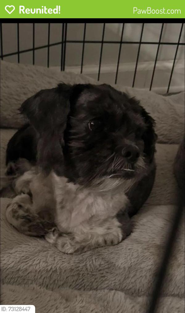 Reunited Male Dog last seen Near W Paradise Dr, Phoenix, AZ 85029, USA, Phoenix, AZ 85029