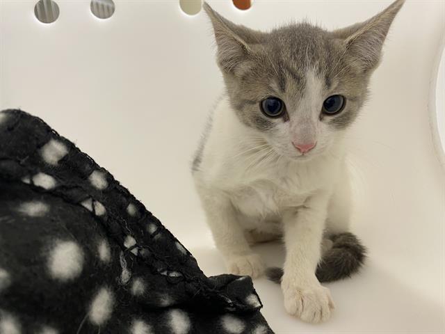 Shelter Stray Unknown Cat last seen Near BLOCK N 59TH ST, 3839 W Burnham St, West Milwaukee, WI 53215, USA