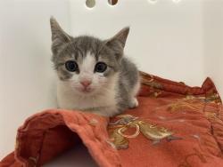 Shelter Stray Female Cat last seen Near BLOCK N 59TH ST, 3839 W Burnham St, West Milwaukee, WI 53215, USA