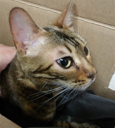 Shelter Stray Female Cat last seen , 11361 W Pico Blvd, Los Angeles, CA 90064, USA