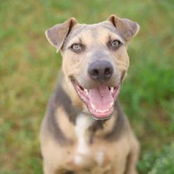 Shelter Stray Male Dog last seen Near BLOCK RENNER DR, 4710 TX-151, San Antonio, TX 78227, USA