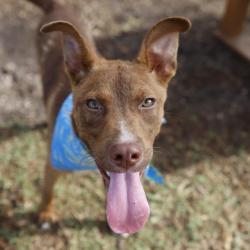 Shelter Stray Male Dog last seen SWAYING OAKS, 4710 TX-151, San Antonio, TX 78227, USA