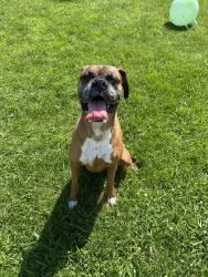 Reunited Female Dog last seen Mason, Appleton, WI 54911
