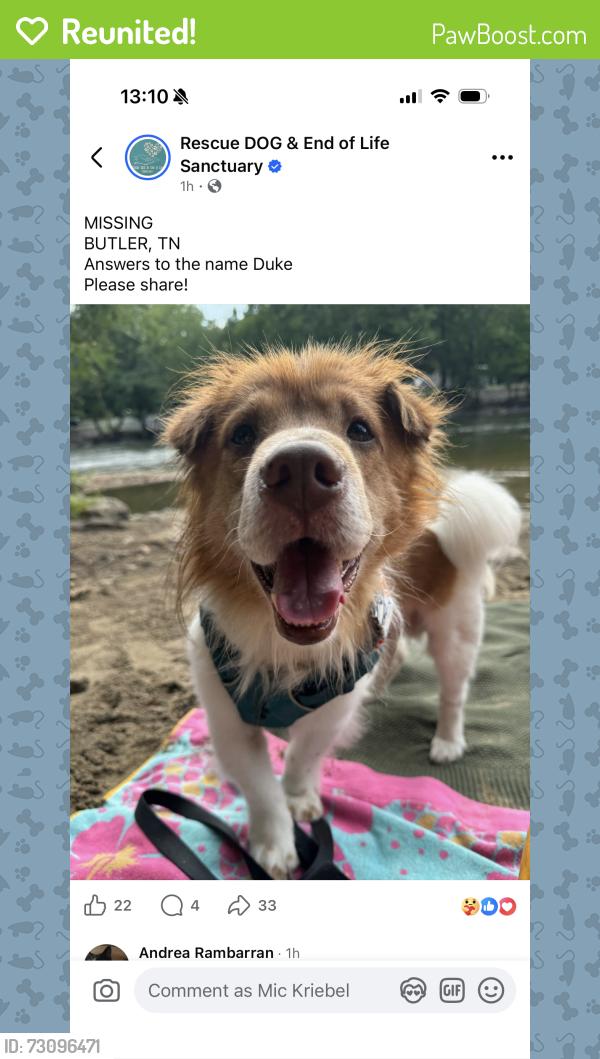 Reunited Male Dog last seen Oliver hollow road near Hampton on Watauga near the lake, Watauga, TN 37694