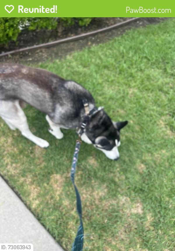 Reunited Male Dog last seen Gated community West Covina, West Covina, CA 91792
