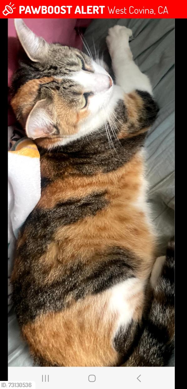 Lost Female Cat last seen Azusa and Cameron, West Covina, CA 91791