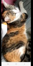 Lost Female Cat last seen Azusa and Cameron, West Covina, CA 91791