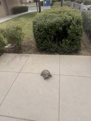Found/Stray Unknown Reptile last seen Mapleton park, Murrieta, CA 92563